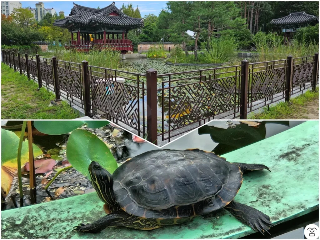 交河池とニホンイシガメ