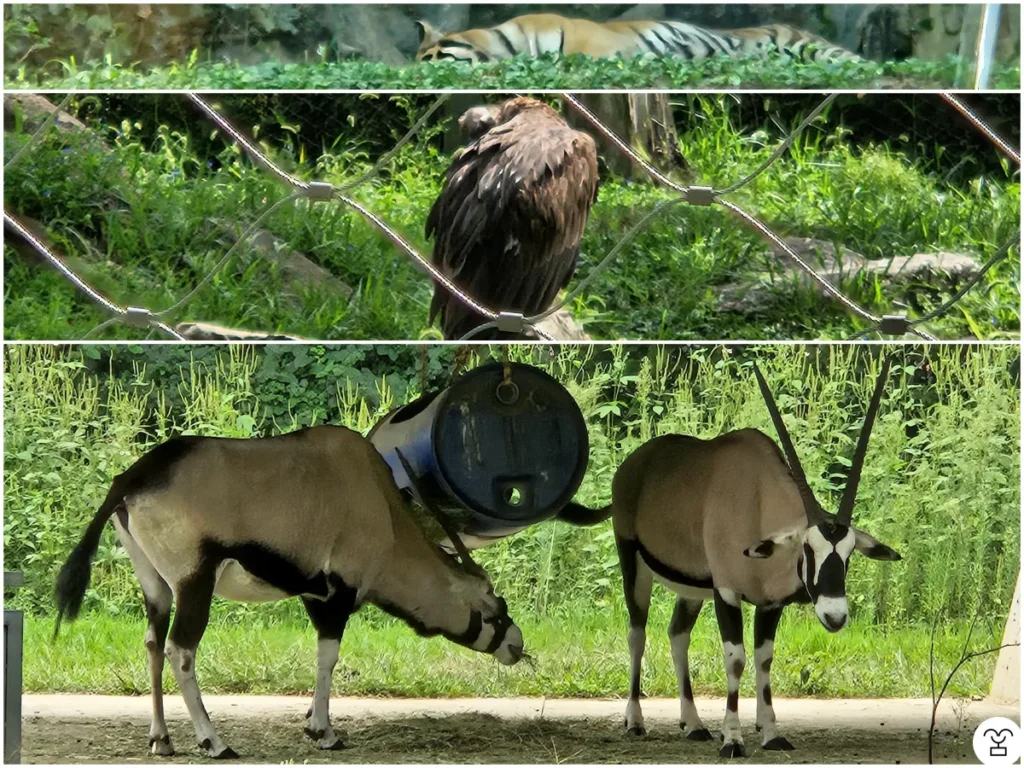 透明な窓から見えるトラ。鉄柵から見えるワシ。ゲンブク。