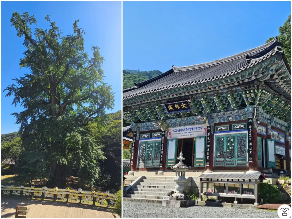 左の写真は「龍門寺」の銀杏の木です。