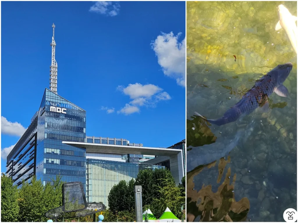 左の写真はMBCドリームセンター。右の写真は哀愁橋の魚。