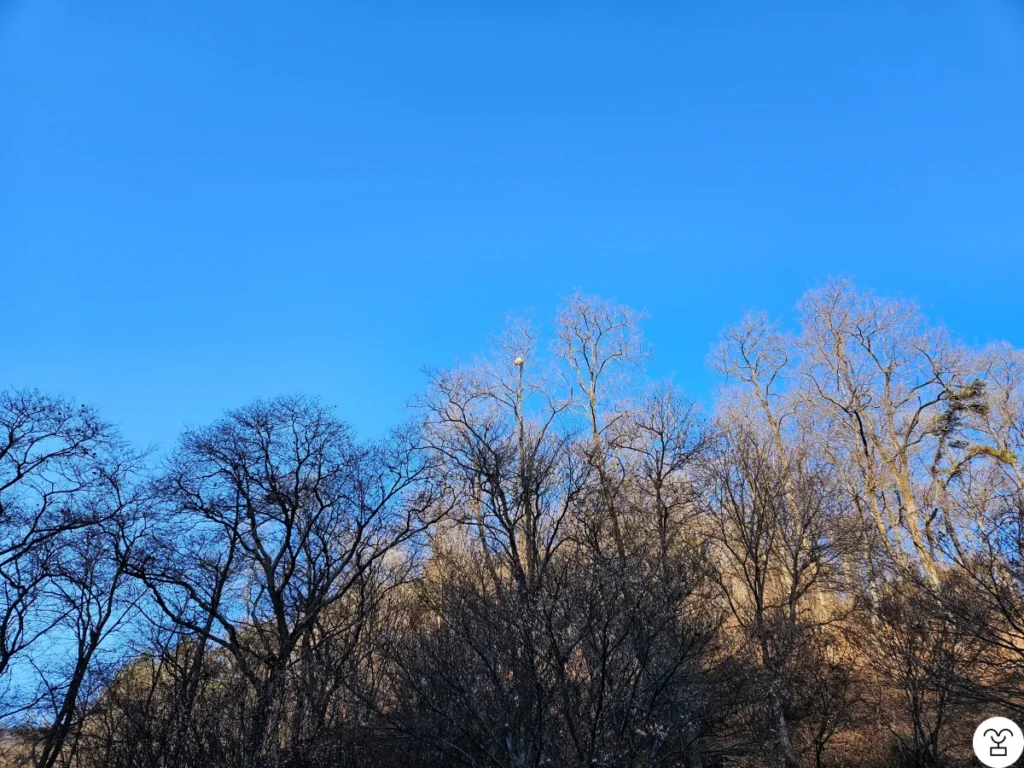 ビジターセンターへ向かう途中、木の枝に奇妙な物体を発見した。