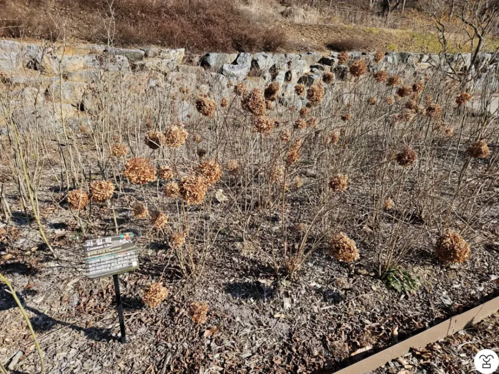 冬のライラック