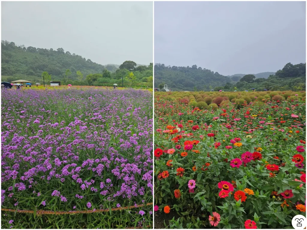 臨津江コキア庭園