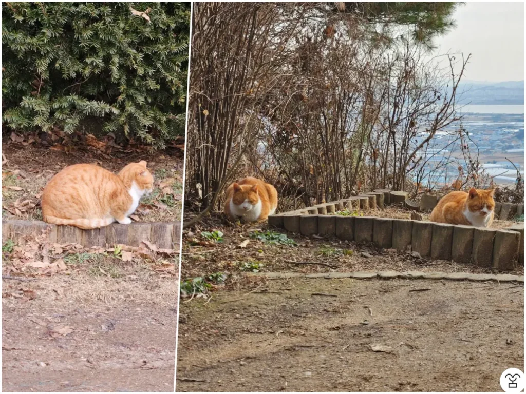 尋鶴山（シムハクサン）の猫